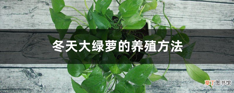 冬天大绿萝的养殖方法