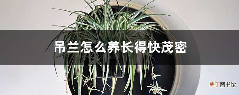 吊兰怎么养长得快茂密