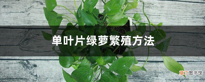 单叶片绿萝繁殖方法
