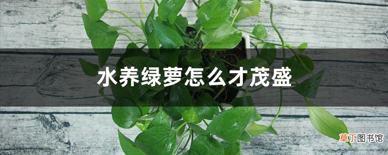 水养绿萝怎么才茂盛