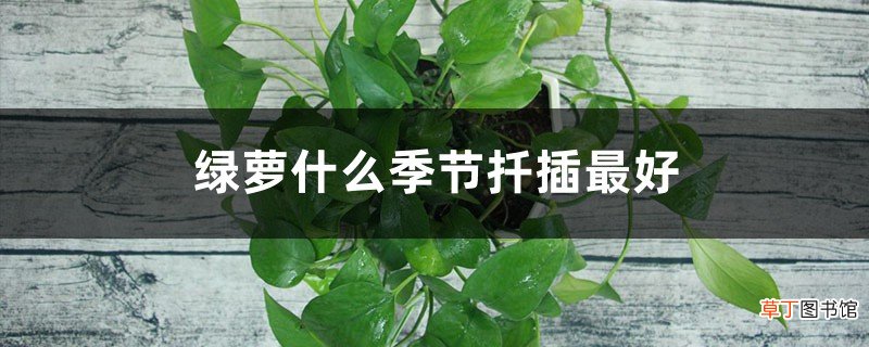 绿萝什么季节扦插最好