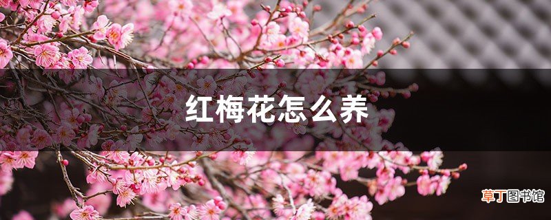 红梅花怎么养