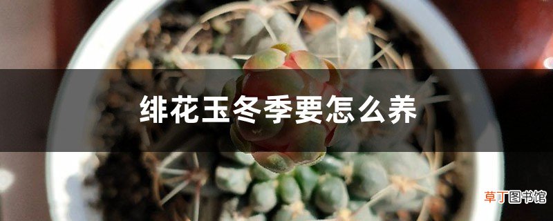 绯花玉冬季要怎么养