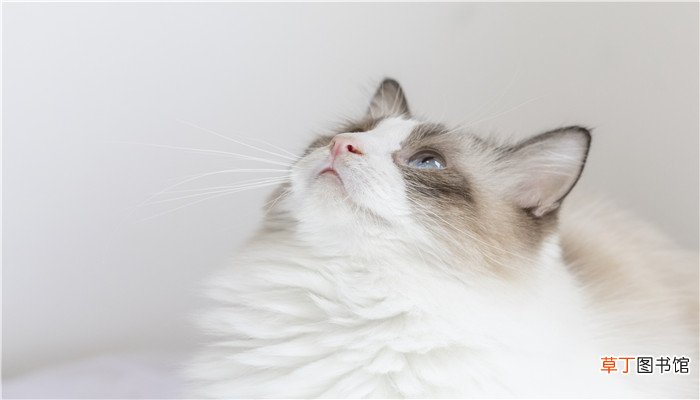 梦见自己养的猫从楼上掉下去
