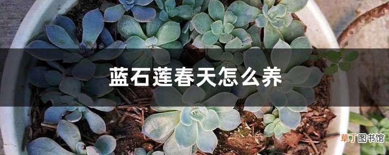 蓝石莲春天怎么养