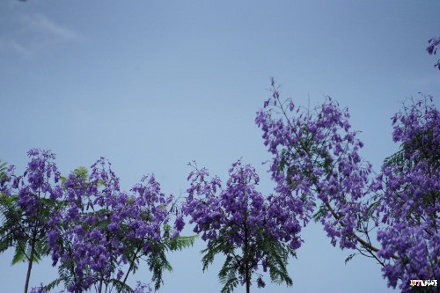 蓝花楹春天怎么养