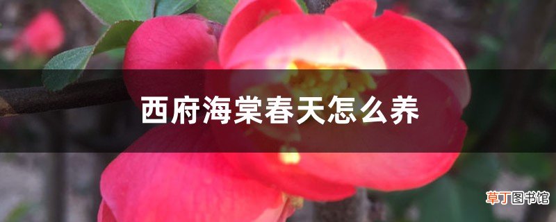 西府海棠春天怎么养