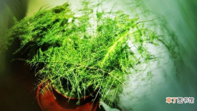 给文竹喂片“药”，新芽蹭蹭长，60天毛茸茸叶片长满盆！