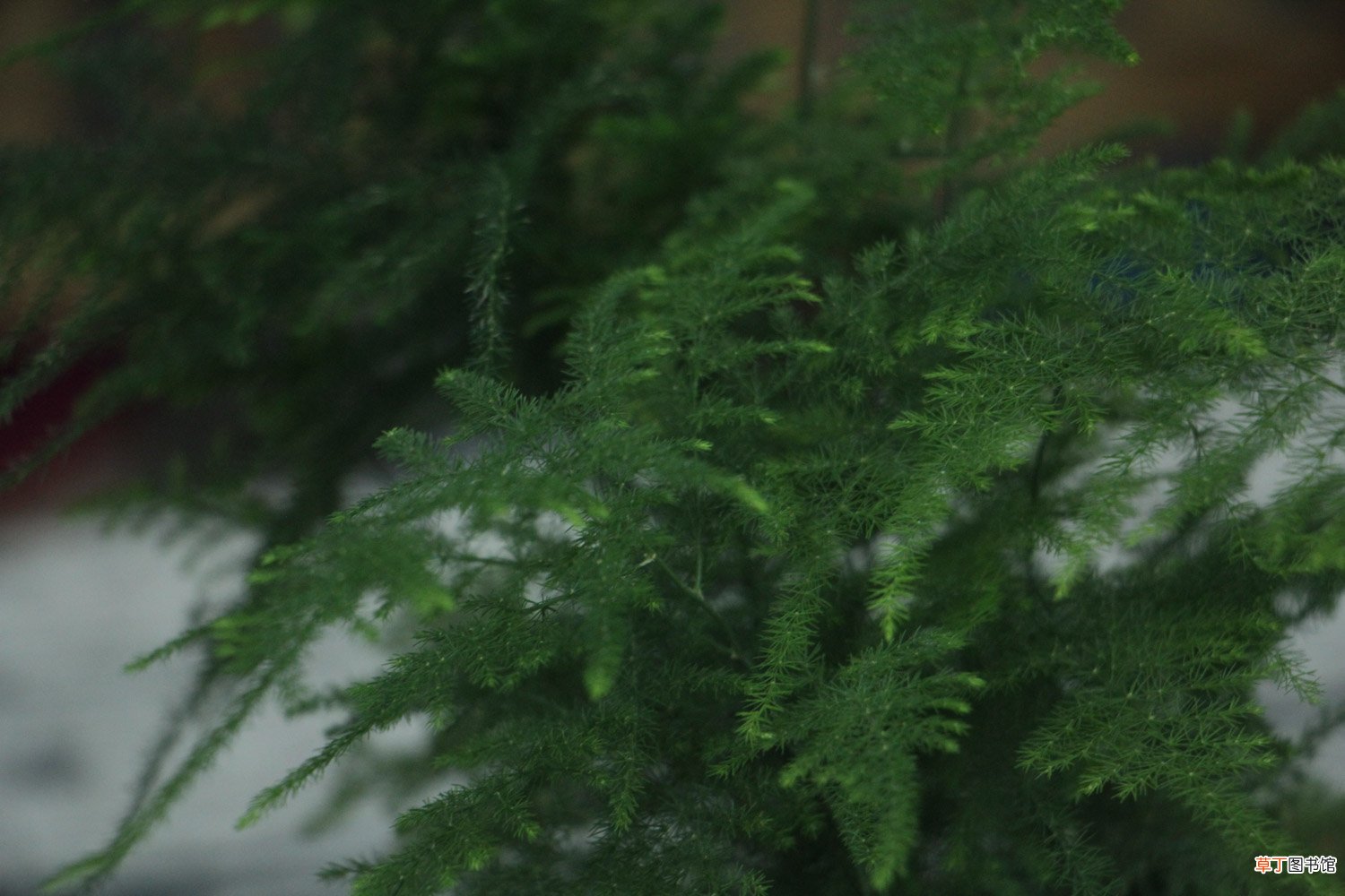 给文竹喂片“药”，新芽蹭蹭长，60天毛茸茸叶片长满盆！