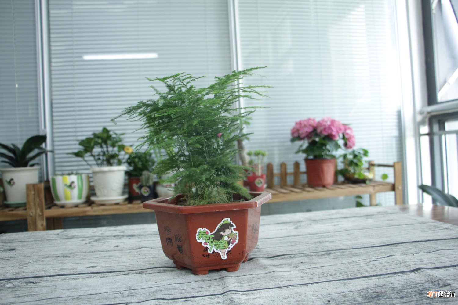 给文竹喂片“药”，新芽蹭蹭长，60天毛茸茸叶片长满盆！