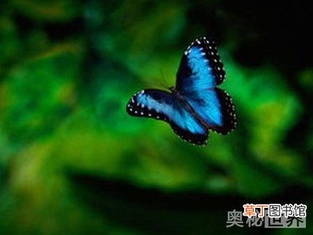 蝴蝶效应是什么意思 蝴蝶效应