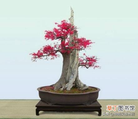 我是盆栽什么意思 为什么叫盆栽