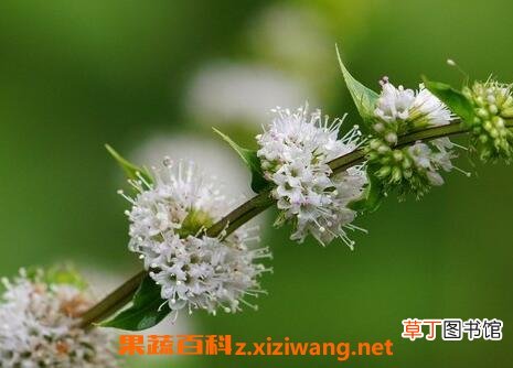 薄荷花的养殖方法和注意事项