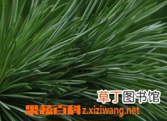 松针的功效与作用