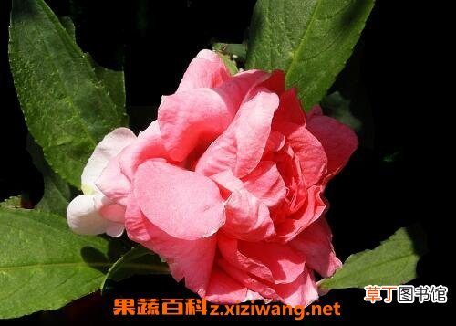水季草花的养殖方法和注意事项