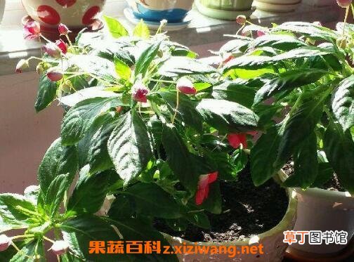 水季草花的养殖方法和注意事项