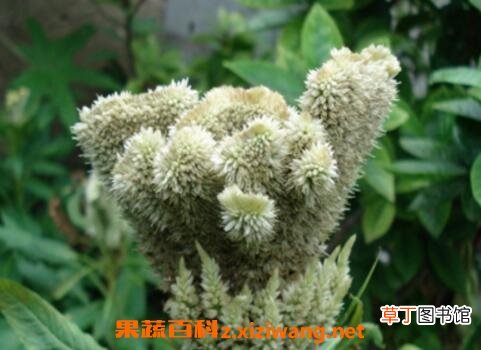 白鸡冠花的功效与作用