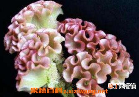 白鸡冠花的功效与作用