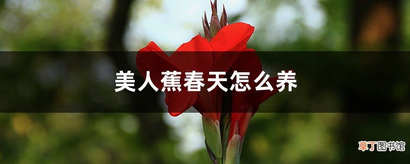 美人蕉春天怎么养