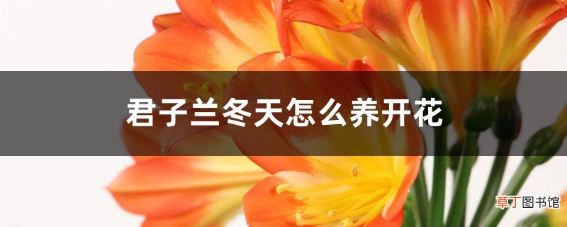 她家的君子兰，每年春节都开爆，原来浇了这种水！