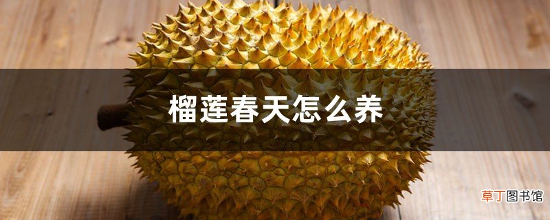 榴莲春天怎么养