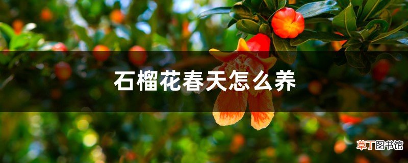 石榴花春天怎么养