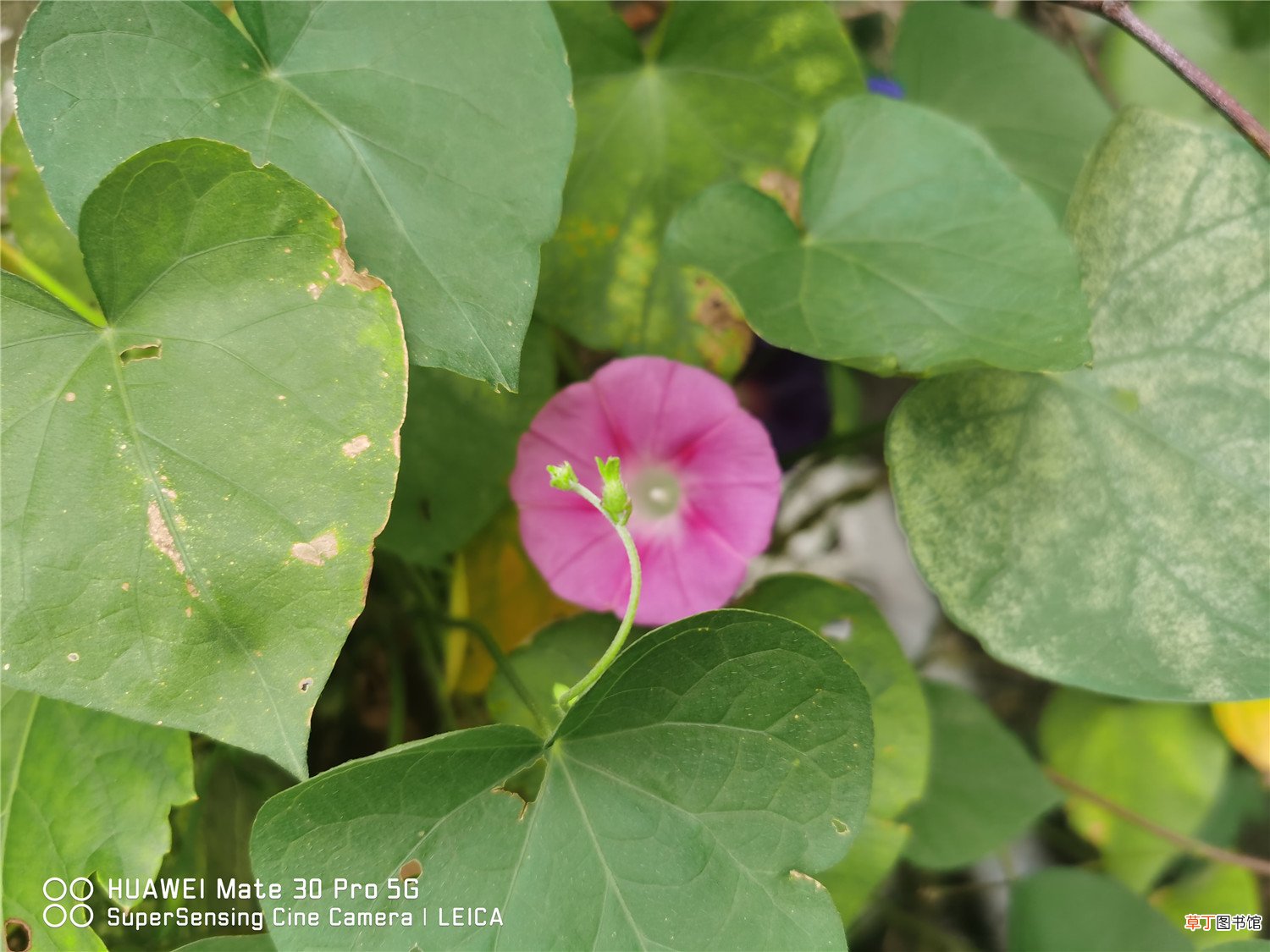 牵牛花春天怎么养