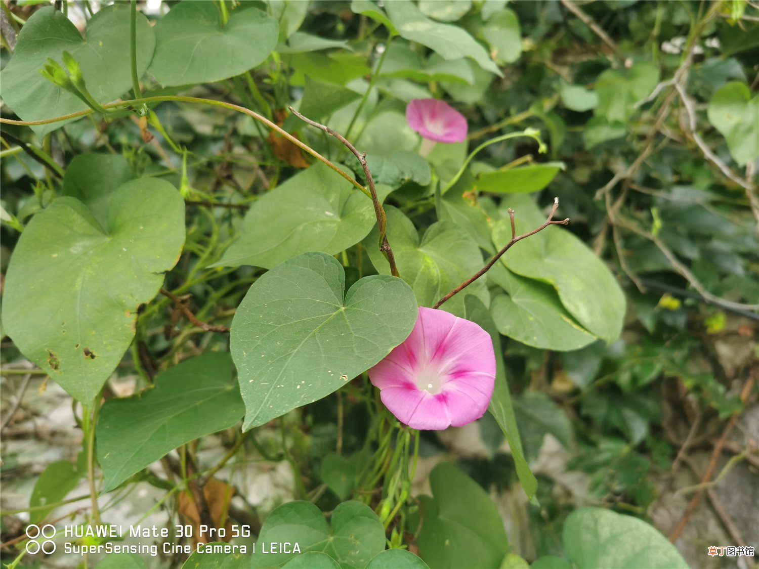 牵牛花春天怎么养