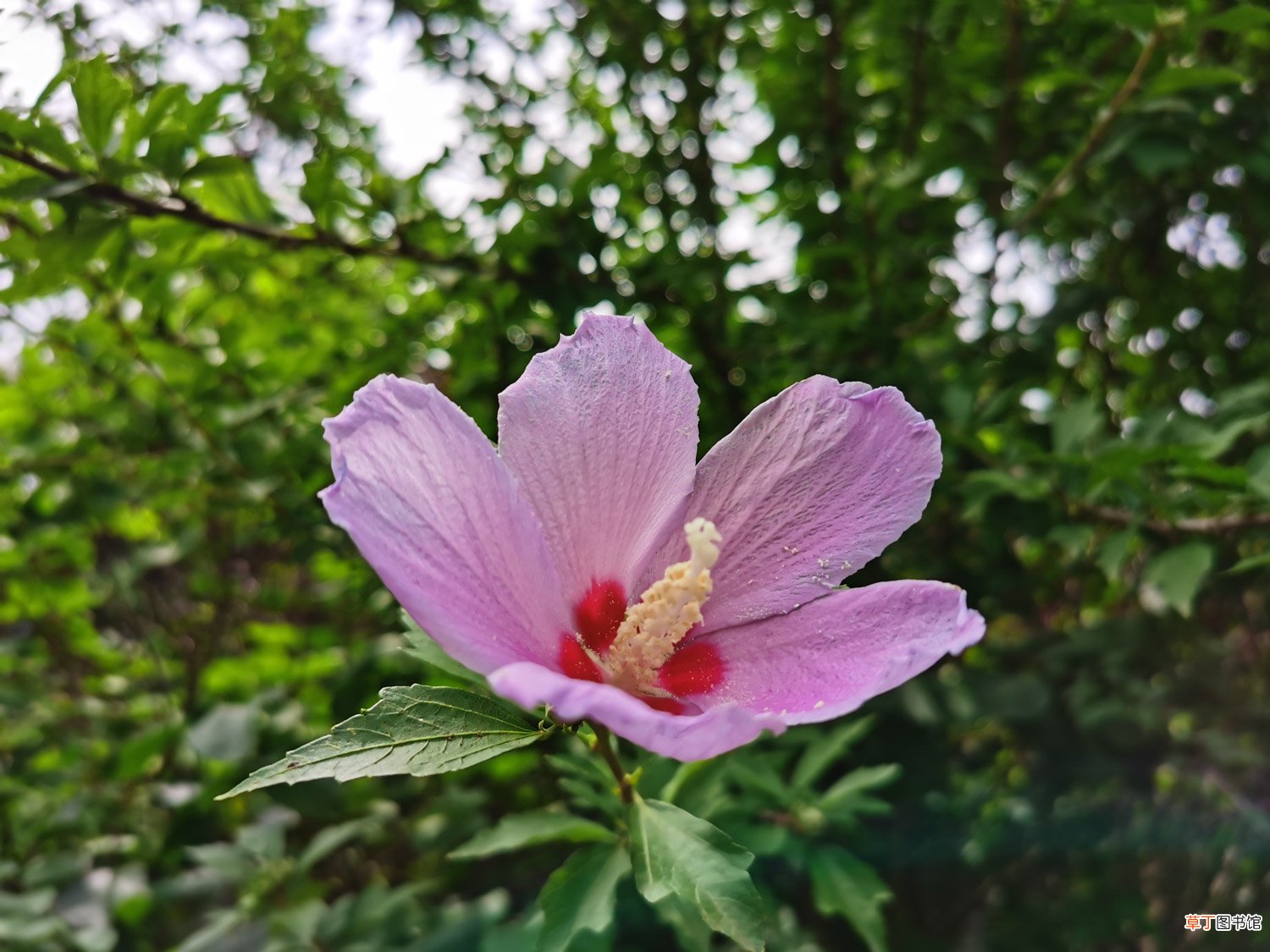 木槿怎么养