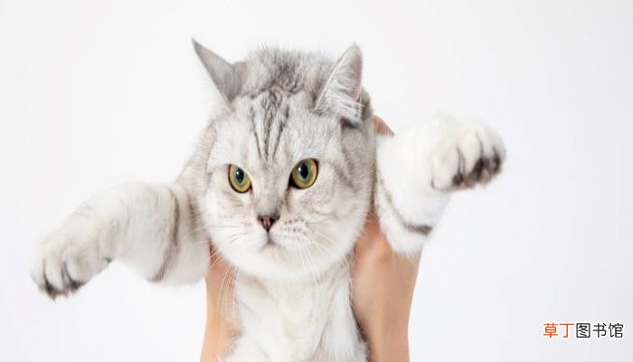 梦见小猫生了好多猫仔