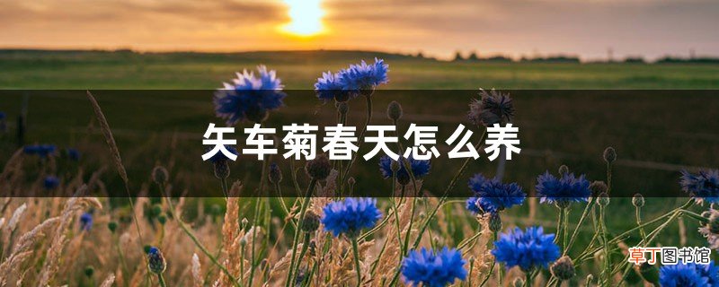 矢车菊春天怎么养