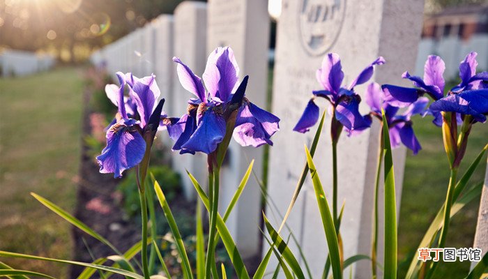 梦见姐夫死了