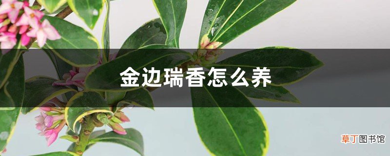 金边瑞香怎么养