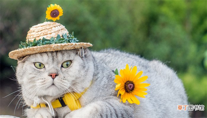 梦见猫很温顺的让来摸