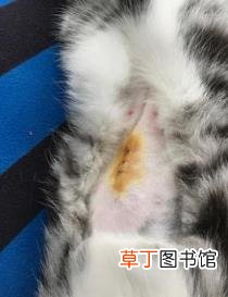 狗狗被阉他自己知道吗 狗狗为什么绝育