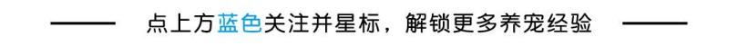 狗狗被阉他自己知道吗 狗狗为什么绝育