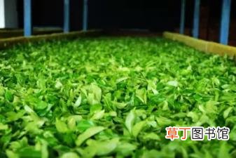 茶叶是怎么被发现的? 茶为什么发酵