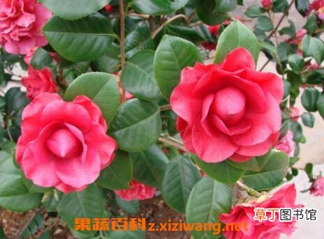 茶花怎么养 茶花的养殖方法和注意事项
