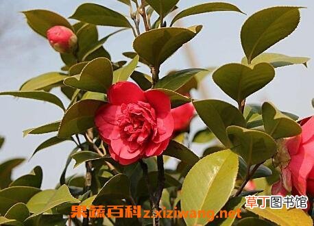 茶花怎么养 茶花的养殖方法和注意事项