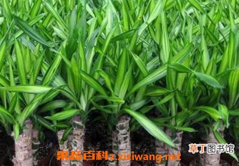 巴西木图片 巴西木怎么养