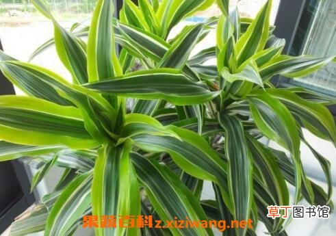 巴西木图片 巴西木怎么养