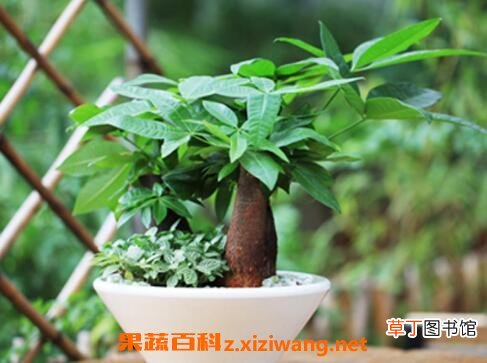 办公室放什么花最旺财
