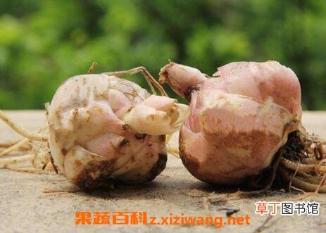 百合种球的种植方法
