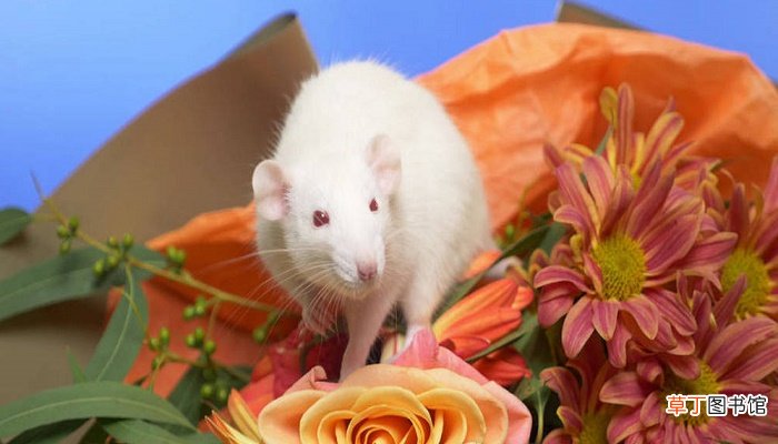 梦见打死一只老鼠是什么意思