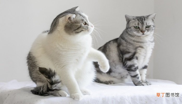 梦见老鼠和猫