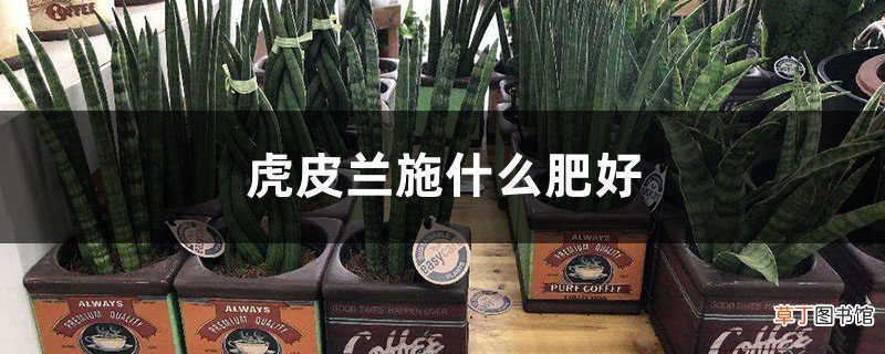 这几样好东西可是养花“宝贝”，给虎皮兰用上，猛发芽拦不住！