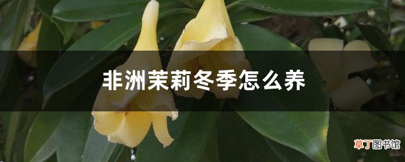 非洲茉莉冬季怎么养