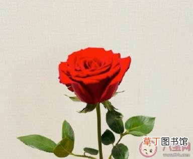 我不看月亮梗的出处是什么 我不看月亮是什么梗