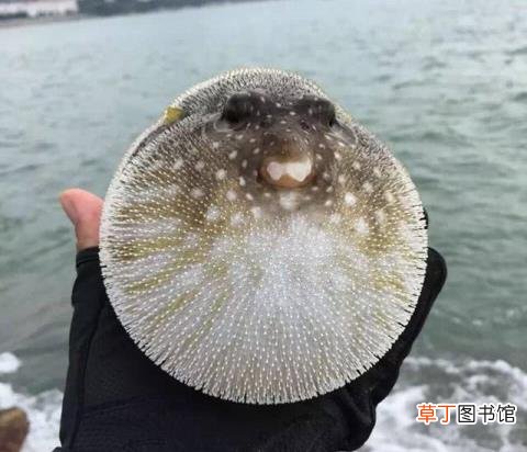 绿河豚为什么不鼓起来 河豚为什么会鼓起来