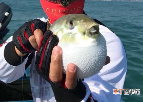 绿河豚为什么不鼓起来 河豚为什么会鼓起来